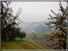 foto Colline di Romano d'Ezzelino nella Nebbia